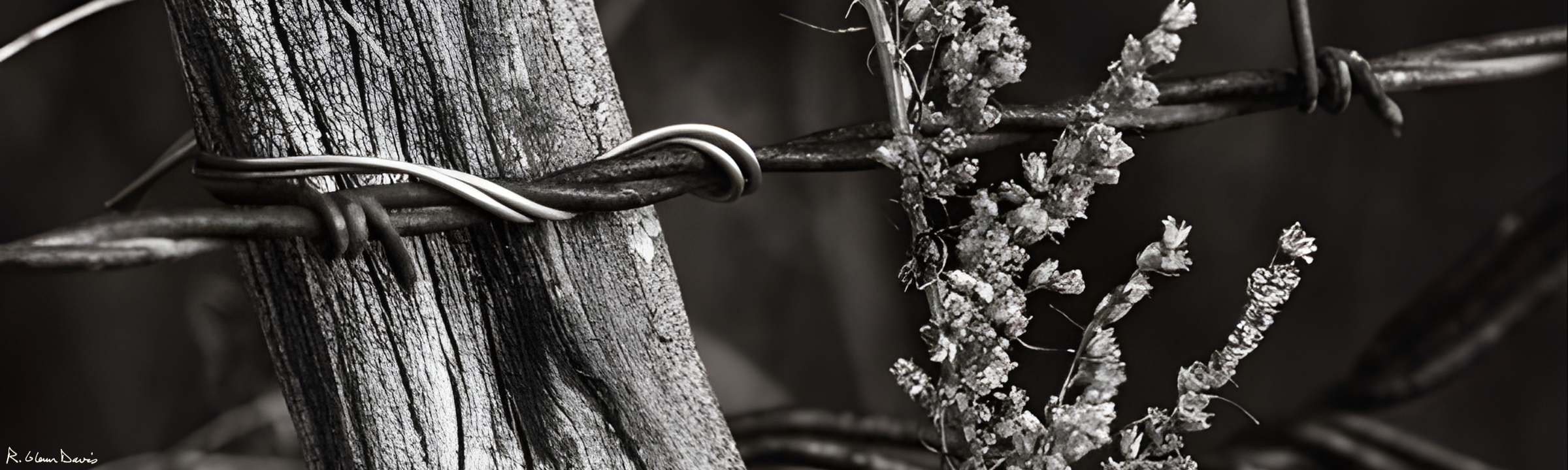 Competition & Antitrust