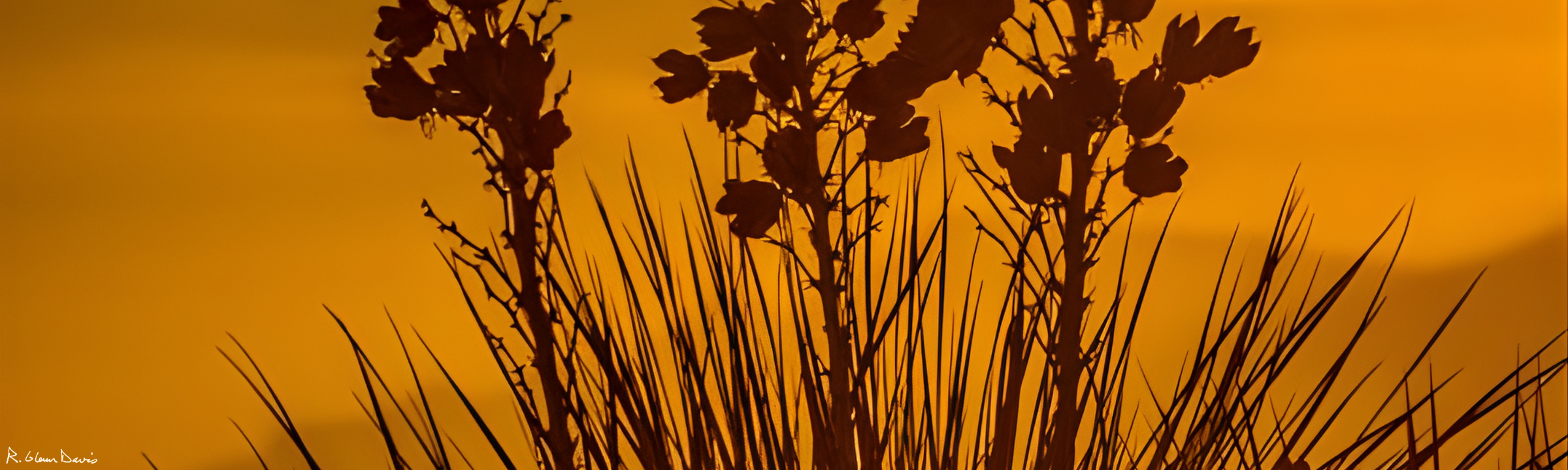 Corporate & Securities