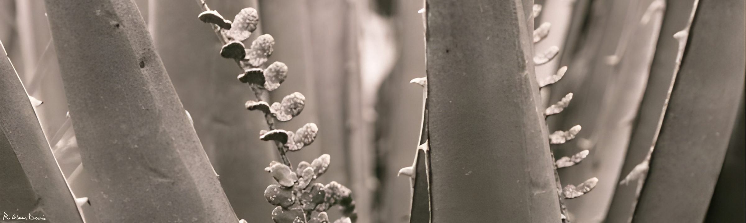 Estate Planning, Probate & Asset Protection