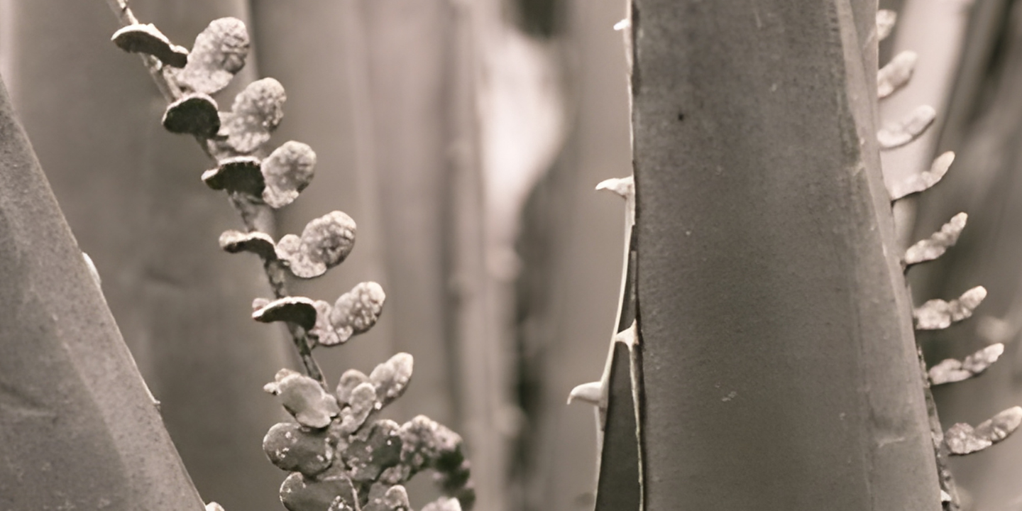 Estate Planning, Probate & Asset Protection