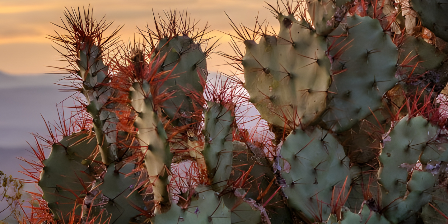 Mergers & Acquisitions